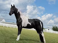 Caballo, Tennessee Walking Horse — foto 6