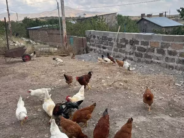 Chickens — Armenien