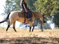 Stute, Quarter Horse — Foto 8