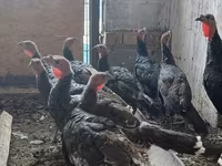 Turkeys — الصورة 5