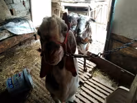 Ешкі, Beetal goats — 7-сурет