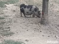 Мегежін, Гёттингенский минипиг — 1-сурет