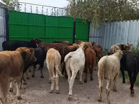 ثور, الماشية — الصورة 2