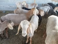 मेढ़ा, भेड़ — फ़ोटो 2