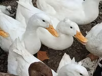 Deutscher Pekin — Foto 1