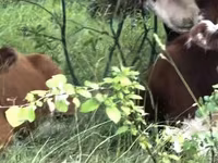 母牛, Holstein breed — 照片 4