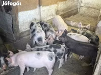 Sow, Pigs — photo 5