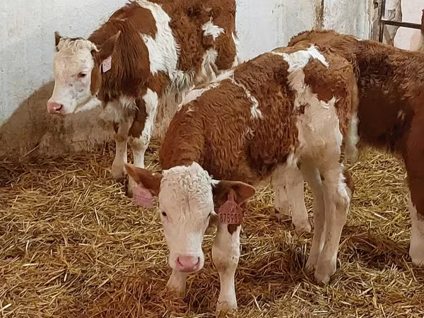 सांड, Simmental cattle