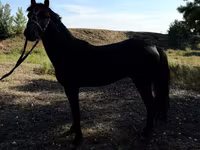 घोड़े (लॉट, लिंग निर्दिष्ट नहीं), American shetland pony — फ़ोटो 5