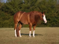 Hengst, Quarter Horse — Foto 2