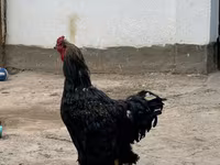 كوشين — الصورة 2