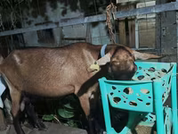 Էգ այծ, Alpine goat — լուսանկար 4
