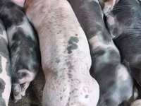 Eber, Schweine — Foto 1