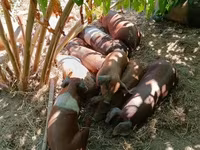 Արու խոզ, Խոզեր — լուսանկար 5