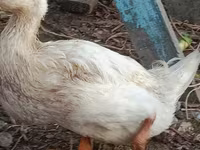 Ducks — الصورة 2