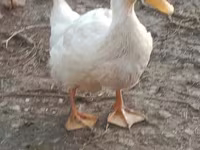 Ducks — الصورة 4