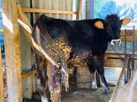 Bulle, Aberdeen-Angus — Foto 1