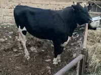 Touro, Raça Holstein — foto 1