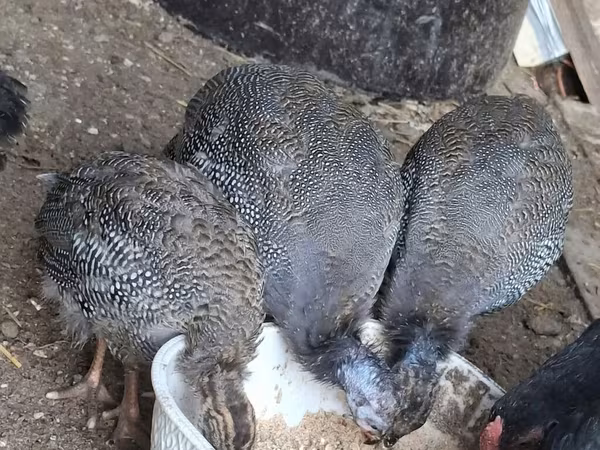 珍珠灰