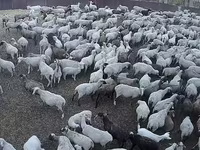 Кой, Гемпшир койу же Гемпшир Даун — сүрөт 1