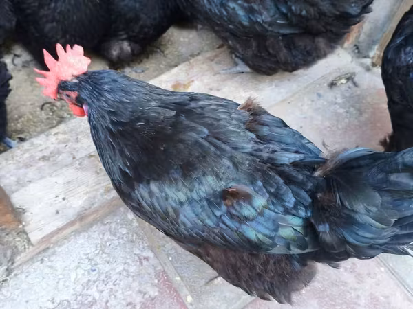 Australian Pit Game fowl