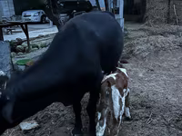 Cow, Latvian Blue cattle — photo 8