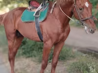 घोड़ा, Trakehner — फ़ोटो 5