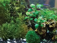 Anubias nana 10sm — Foto 2