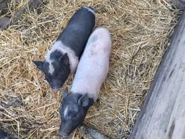 Sow, Вьетнамская вислобрюхая