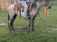 Айғыр, Quarter Horse — 3-сурет