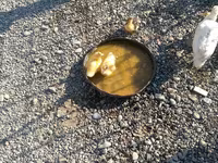Ducks — الصورة 3