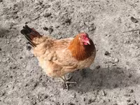 Chickens — լուսանկար 2