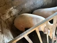 Էգ խոզ, Крупная белая — լուսանկար 1