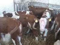 公牛, Limousin cow — 照片 2