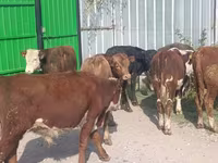 ثور, الماشية — الصورة 8