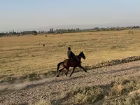 Бие, French Trotter — 6-сурет