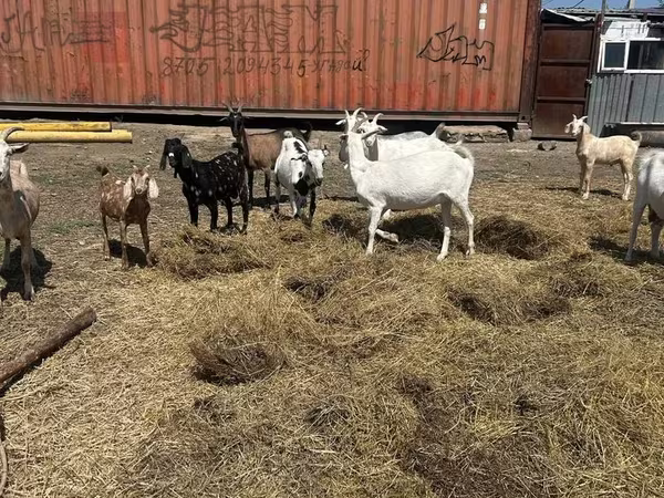 Ешкі, Saanen goat