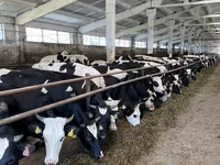 Կով, Yaroslavl cattle — լուսանկար 2