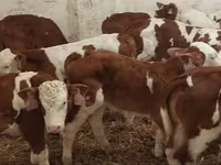 Бұқа, Simmental cattle — 6-сурет