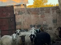 Ոչխար, Ոչխարներ — լուսանկար 4