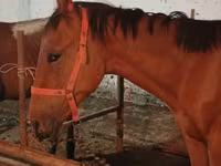 Cavalo, Manipuri pony — foto 7
