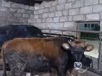 Bull, Russian Black pied cattle — photo 2