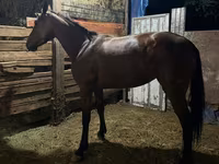 Бие, French Trotter — 2-сурет