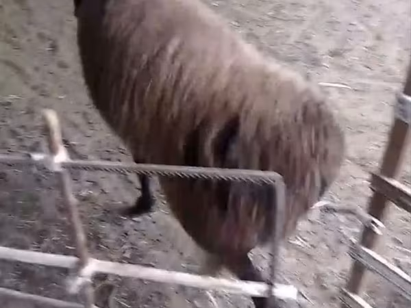 Խոյ, Hissar sheep