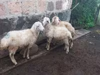 Ram, Sheep — photo 4
