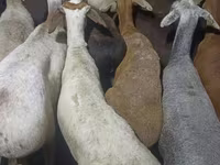 Қошқар, Kazakh fat-tailed coarsewool sheep — 1-сурет
