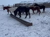 Hengst, Mugalzhar horse — Foto 5