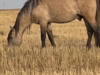Cavalo, Bashkir horse — foto 4