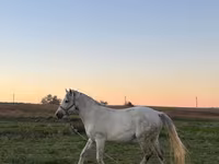 Mare, Horses — photo 4