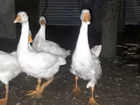 Geese — Foto 3